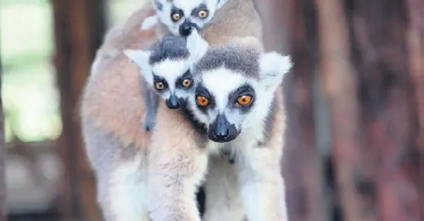 Madagaskar dünyadan izole kaldı benzersiz ekosisteme sahip oldu