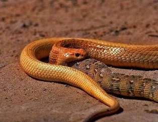 Vahşi doğadan inanılmaz görüntüler