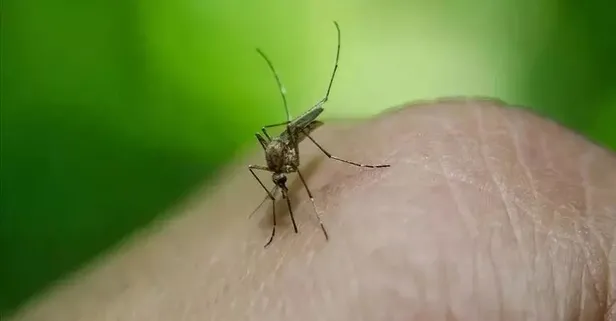 Sağlık Bakanlığı'ndan Batı Nil Virüsü açıklaması: 6 kişide görüldü! Batı Nil virüsü nedir? Nasıl bulaşır?