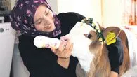 Evin bebeği buzağı Nisan