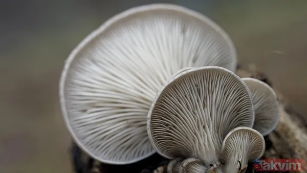 Yağmurla ortaya çıktı kilosu 500 TL’ye satışta! Köylünün altın değerindeki geçim kaynağı şifa saçıyor - 11