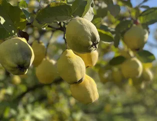 Türkiye'den 10 ülkeye ihraç ediliyor! Halk arasında "ekmek" deniliyor