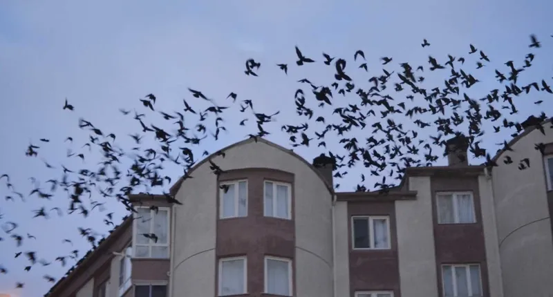 kargalar-hakkinda-bilmediginiz-8-sey-dedikodu-kin-ve-daha-fazlasi-1717059139522.jpeg Kargalar Hakkında Bilmediğiniz 8 Şey; Dedikodu, Kin, Cenaze Törenleri ve Daha Fazlası!-6