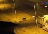 Malatya’da aç kalan domuzlar şehre indi