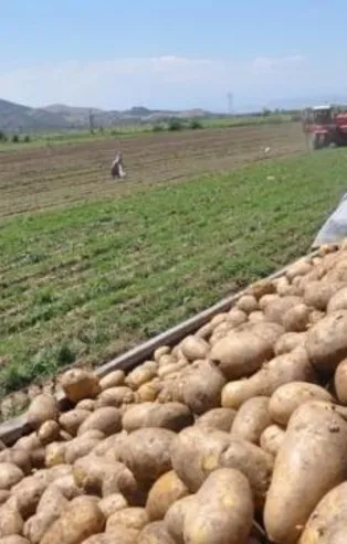 Başkan Erdoğan imzaladı! Patateste gümrük vergisi sıfırlandı