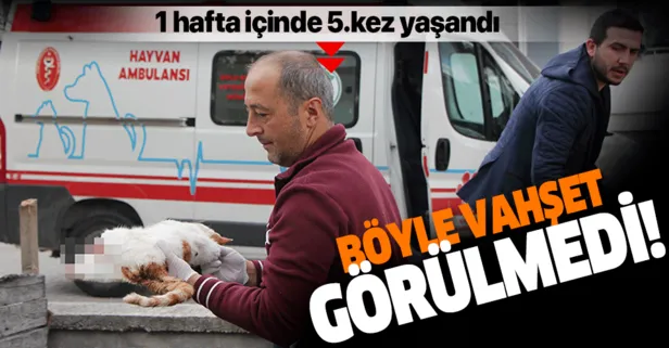 Bolu’da ayakları kopuk kedi vahşeti