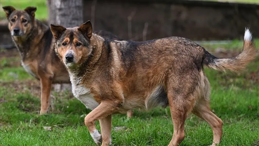 viransehirde-sahipsiz-kopek-teroru-bakanlik-mufettis-gorevlendirdi-1782567662534.jpeg Viranşehir’de sahipsiz köpek terörü: Bakanlık müfettiş görevlendirdi-5