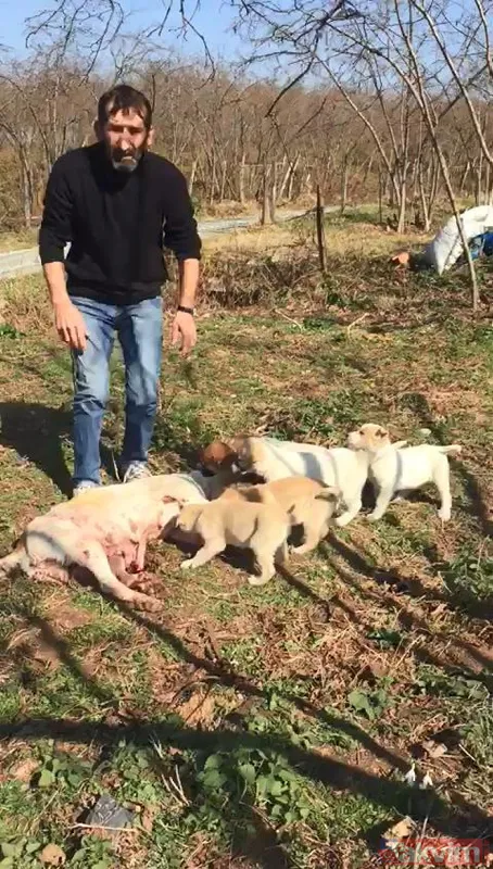 Duygulandıran görüntü! Pompalı tüfekle öldürülen köpeğin 7 yavrusu başından ayrılmadı - 11