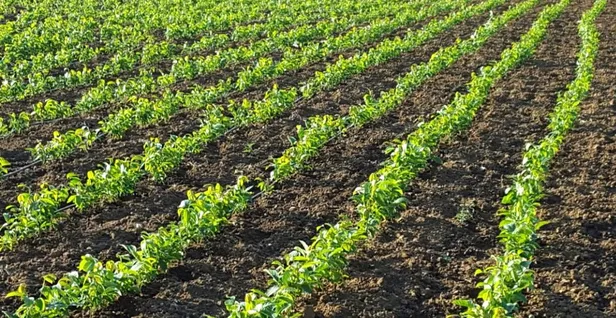 Aylık kazancı dudak uçuklatıyor! Hayatta hiçbir şey için geç değil! 68 yaşında kurs aldı dünyaya satıyor!-4