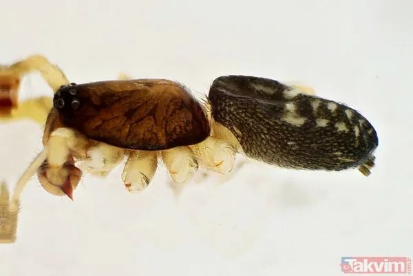 Dünyada sadece Kahramanmaraş'ın Göksun ilçesinde yaşıyor! Yeni keşfedilen örümceğe 'Turkocranum' ismi verildi - 6