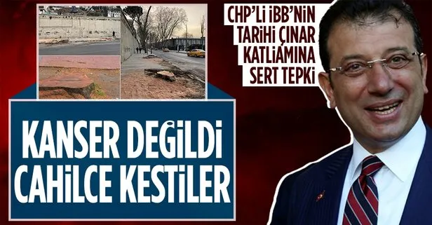 Çınarlar kanser değildi cahilce kestiler