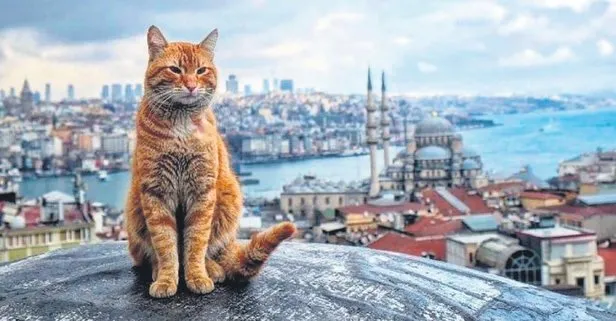 Avrupa’da birçok şehirde 17 Şubat Kediler Günü olarak kutlandı: Türkiye o sırada 11. sırada