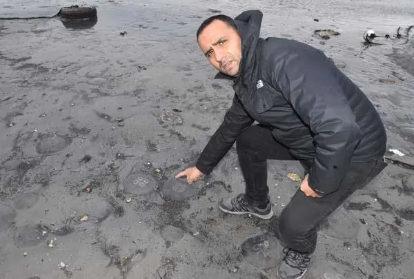 Tekirdağ'da deniz adaları kıyıya vurdu-1