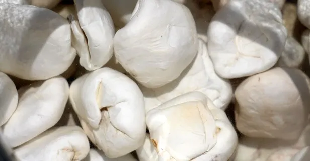 Fiyatı altınla yarışan kenger sakızı birçok hastalığa iyi geliyor