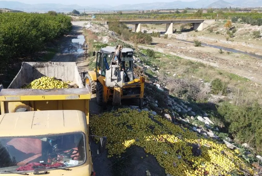 Tonlarca limon döküldü!