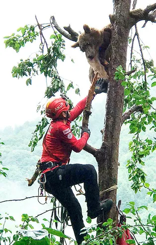 Rize'deki bozayı 2 günde kurtarılabildi: Bizim ona yardımcı olacağımızı anladı