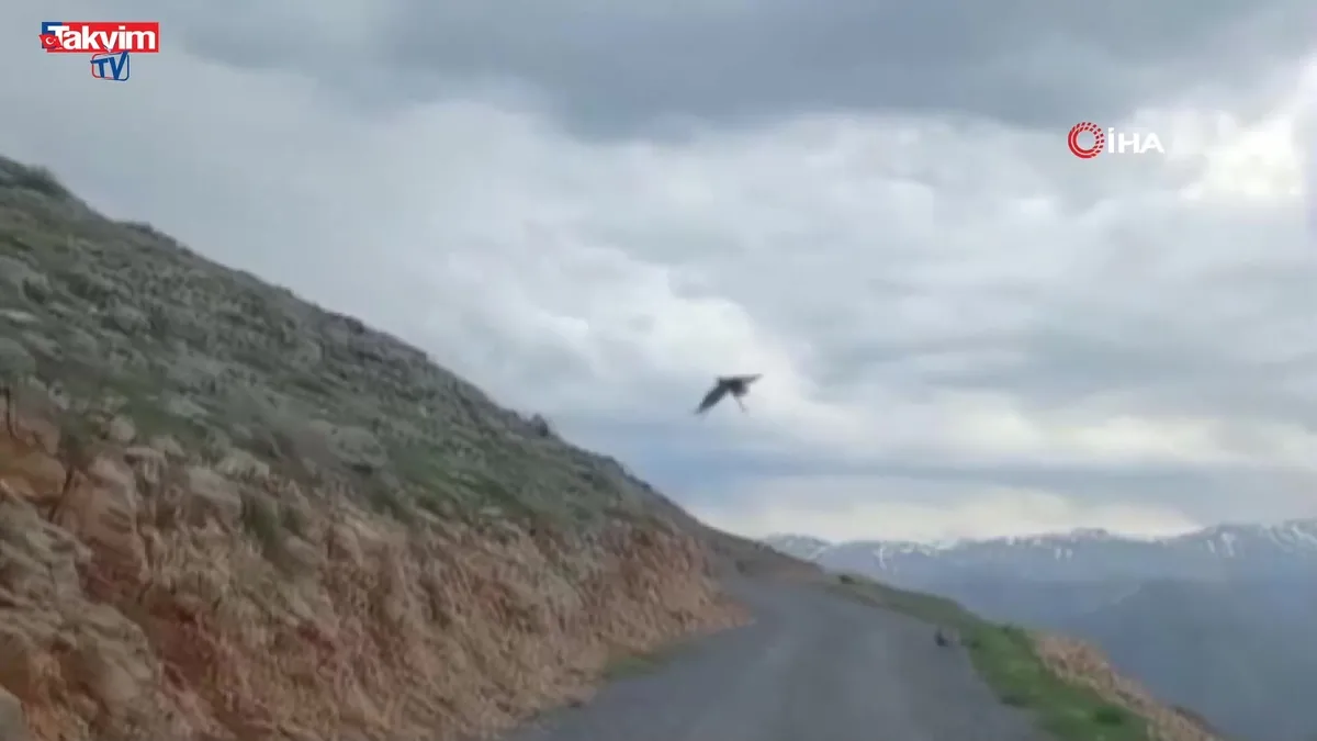 Kartal'ın yılan avı kamerada! | Video