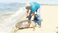 Caretta cezası 557 bin lira