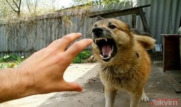 Ekşi Sözlük isimli lağım çukurunun kokuşmuş zihniyeti! 'Bir çocuğu mu kurtarırsınız yoksa bir köpeği mi?' sorusuna verilen cevaplar mide bulandırdı - 10