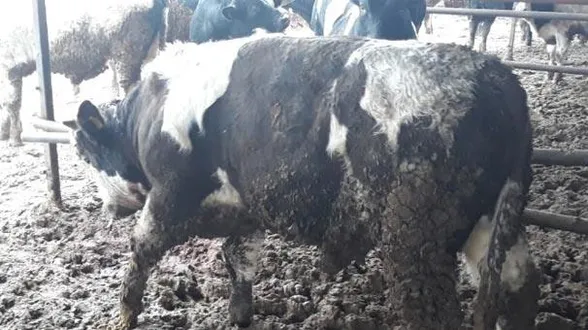 Çanakkale'de korkunç olay! Boyunları kesilmiş halde bulundu...-1