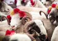 Kurban kanı alna sürülür mü? Kurbanda hangi hayvanlar kesilir, hangileri kesilmez? Kurbanlık hayvanı bayıltarak kesmek caiz midir?