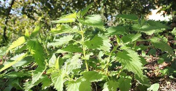 Uzmanlardan evde hazırlanan saç maskesi tarifi!