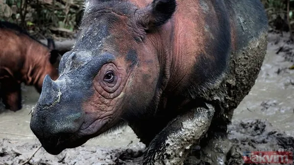 Nesli tükeniyor! Bilim alarmda: Gergedan, kurbağa ve daha fazlasını bir daha göremeyebiliriz - 2