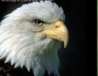 Beşiktaş-Benfica maçı capsleri sosyal medyayı salladı