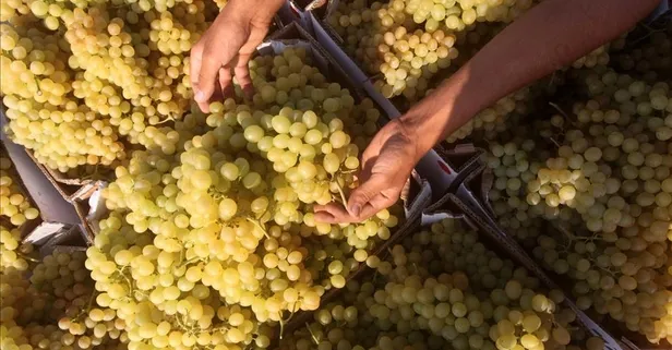 Salkım salkım mucize! İşte üzümün bilinmeyen faydaları