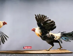 Rüyada horoz görmek ne anlama gelir? Rüyada horoz satın almak, horoz kesmek hayırlı mıdır? Rüyada horozun saldırması neye işarettir?