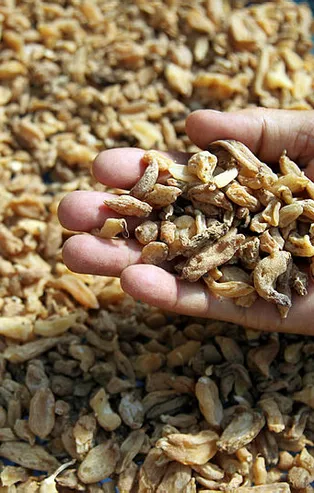 Kilosu 1000 lira! Özel izinle üretiliyor