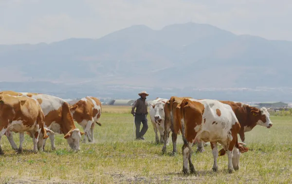erzurumda-7-bin-lira-maasla-calisacak-yerli-coban-bulunamiyor-1627306514955.jpg Erzurum'da 7 bin lira maaşla çalışacak yerli çoban bulunamıyor-2