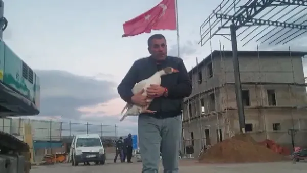 kaz-ile-dost-oldu-yolda-sahipsiz-gorup-aracina-aldi-1639914344501.jpg Kaz ile dost oldu! Yolda sahipsiz görüp aracına aldı-5