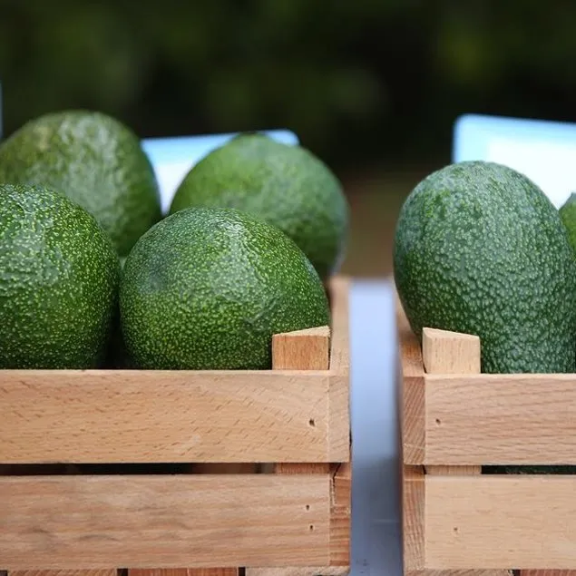 Katarakta avokado