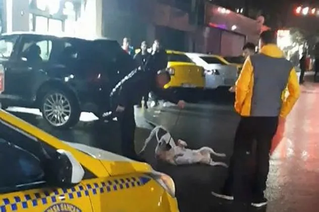 İstanbul Seyrantepe’deki pitbull dehşeti kamerada! Tazyikli su sıkarak güç bela ayırdılar