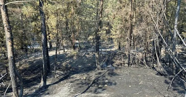 Son dakika: Kastamonu’daki orman yangını, 21 saatte kontrol altına alındı
