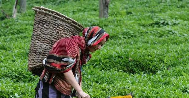Yaş çayda fiyat açıklandı