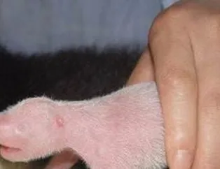 Bir Pandanın Gelişim Süreci