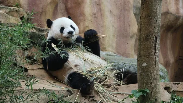 japonyada-erkek-zannedilen-panda-yavrusu-disi-cikti-1608890710978.jpg Japonya'da erkek zannedilen panda yavrusu dişi çıktı-5