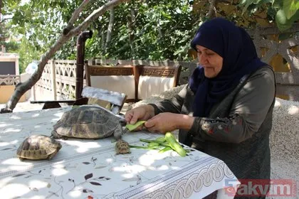 15 yıldır bakıyor! 70 yaşındaki Zekiye Artut 3 kaplumbağa sahibi