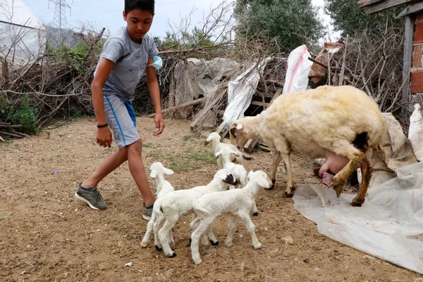 gorenler-sasirdi-kaldi-koyun-tek-batinda-7-kuzu-dogurdu-1620133109603.jpg