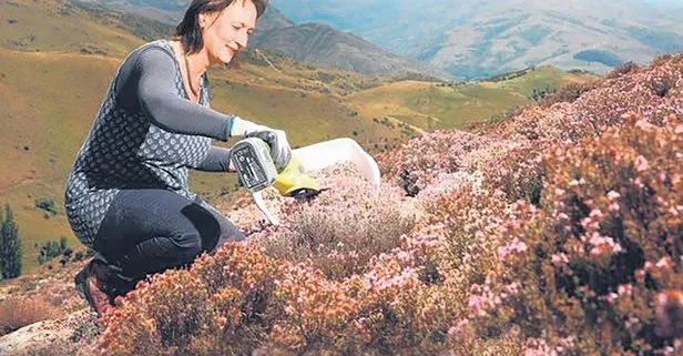 Tıbbı-aromatik bitki kazandırıyor