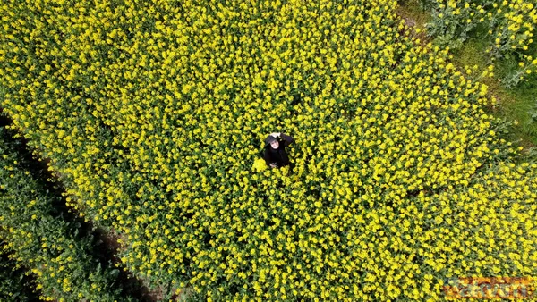 Trakya'da kanola yerini tekrar ayçiçeğe bıraktı - 6