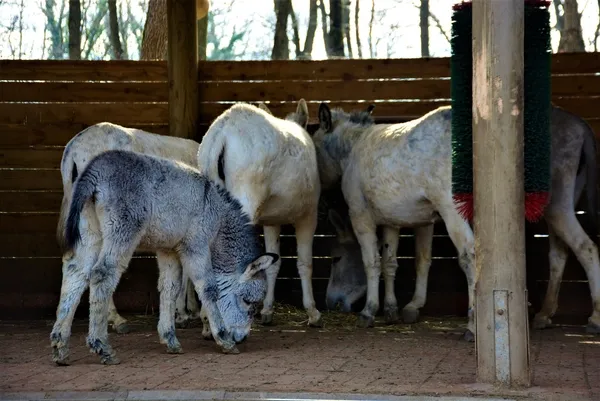 emekliligin-tadini-cikartan-esekler-yillarca-mardin-sokaklarinda-cop-topladilar-1640938342363.jpg Emekliliğin tadını çıkartan eşekler! Yıllarca Mardin sokaklarında çöp topladılar-4