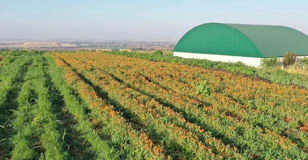 Yağı, posası, yaprağı... Çöpü bile kapış kapış satılıyor! 200 milyon TL kar sağlayan bitki!