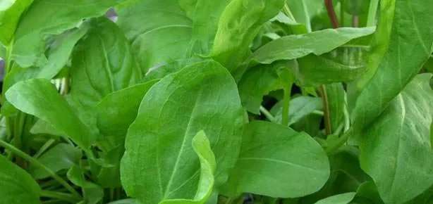 Kuzu kulağı vitamin deposu