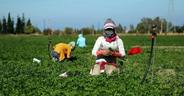 Maydanoz kalbe birebir