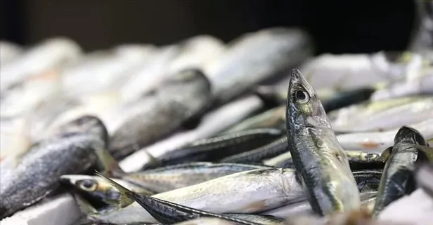 Son dakika: Tarım ve Orman Bakanı İbrahim Yumaklı açıkladı! Balıkçılık av sezonu yarın kapanıyor!