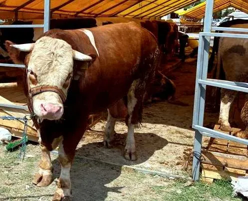 2024-kurbanlik-fiyatlari-1-ton-dana-kac-bin-tl-1-koyun-kac-bin-tl-oldu-kucukbas-ve-buyukbas-fiyat-listesi-1713969426876.jpeg 2024 kurbanlık fiyatları: 1 ton dana kaç bin TL? 1 koyun kaç bin TL oldu? Küçükbaş ve büyükbaş fiyat listesi!-5