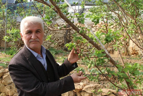 Daha önce yere dökülüyordu! Kayısı çağlasının kilosu 100 TL'den satılıyor - 7